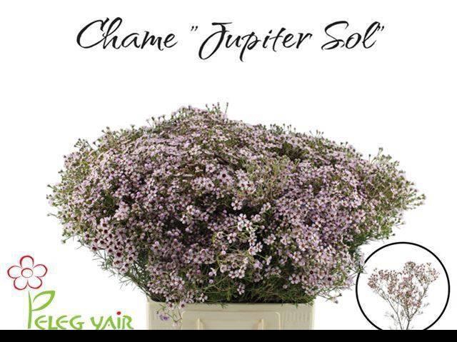 <h4>CHAME UN JUPITER SOL</h4>