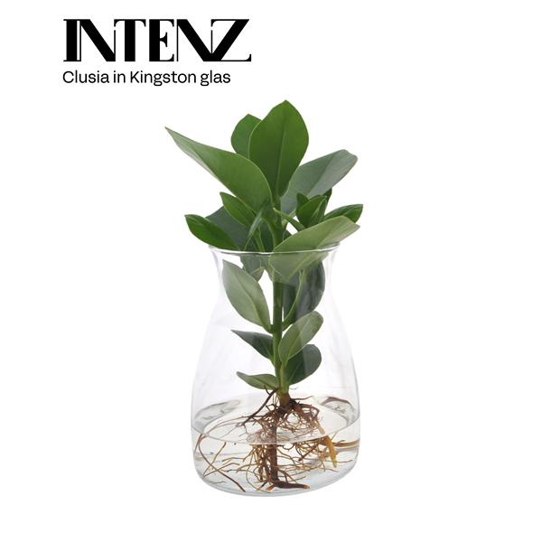 <h4>Clusia in Kingston glas - levertijd: 24 uur</h4>