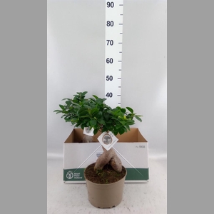 Ficus microcarpa 'Ginseng'