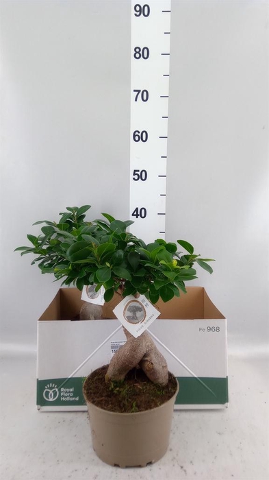 <h4>Ficus microcarpa 'Ginseng'</h4>