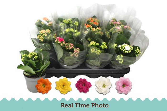 <h4>KAL GE GEM 5 KL</h4>