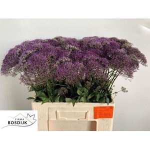 TRACH CORINE PURPLE