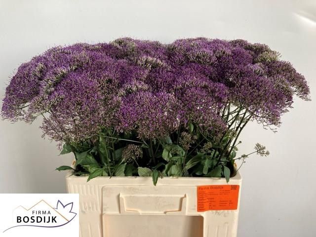 <h4>TRACH CORINE PURPLE</h4>