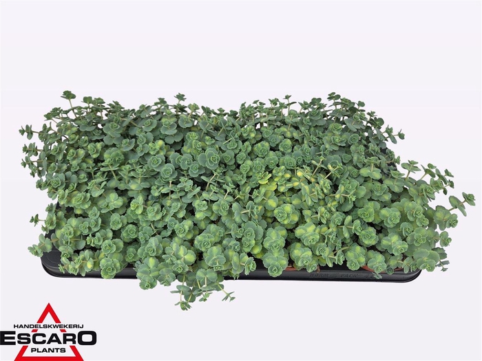 <h4>Sedum Si Mediovarieg</h4>