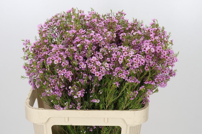 Chamelaucium Kerryn