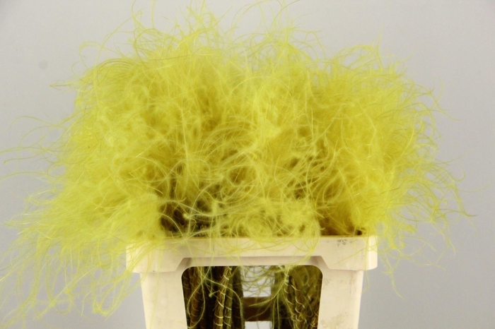 <h4>DF Stypha 60cm Bs Yellow</h4>