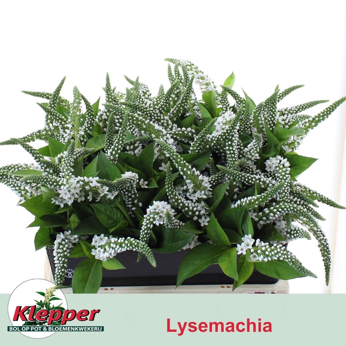 <h4>Lysimachia Moonlight Klepper</h4>