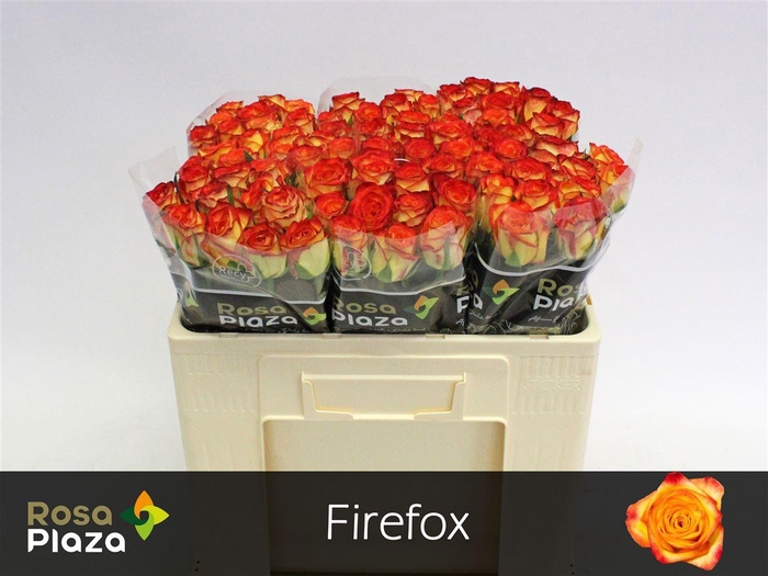 R Gr Firefox X10