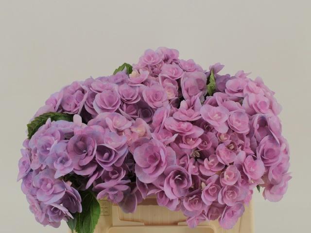 <h4>HYDR M BEAU PAPIL PA</h4>