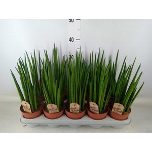 Sansevieria bacularis