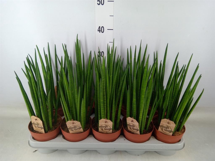 <h4>Sansevieria bacularis</h4>