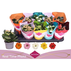 KAL GE PERF GEM 5 KL