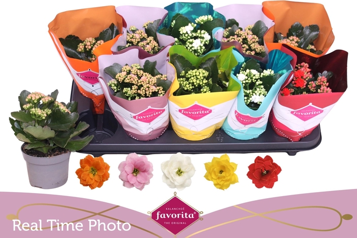 <h4>KAL GE PERF GEM 5 KL</h4>