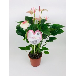 Anthurium andr. 'Fantasy Love'