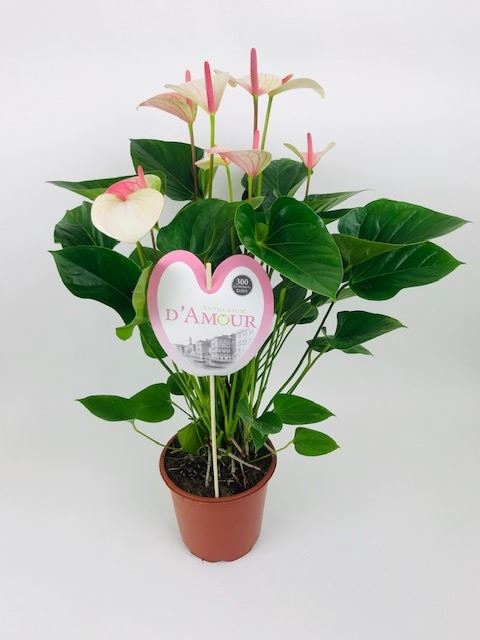 <h4>Anthurium andr. 'Fantasy Love'</h4>