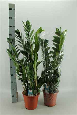 <h4>Zamio Zamiifolia</h4>