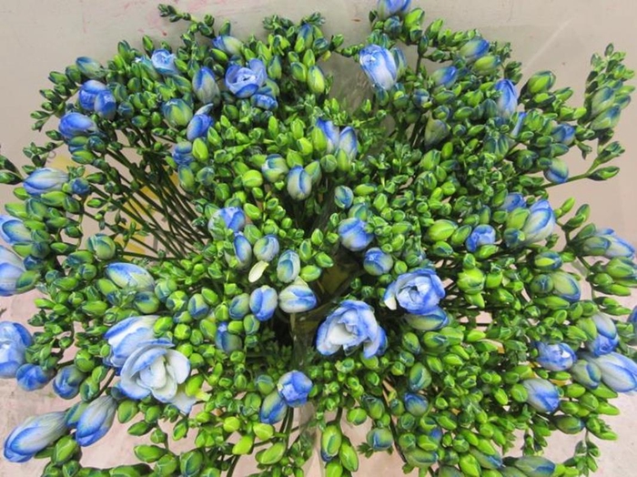 <h4>Fr Du Blue Lagoon</h4>