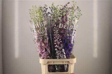 <h4>Delph El Dewi Mixed</h4>