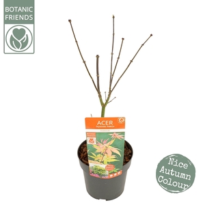 Acer palm. 'Osakazuki' PREMIUM