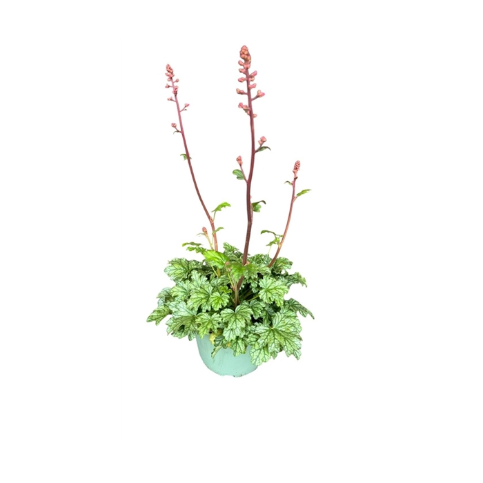 <h4>Heuchera 'Paris'</h4>