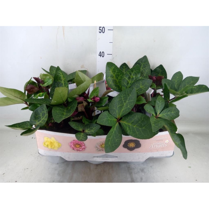 <h4>Helleborus 'Fkiss Vibey Velve'</h4>