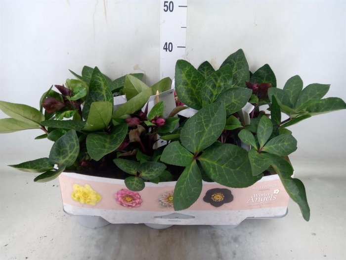 <h4>Helleborus 'Fkiss Vibey Velve'</h4>