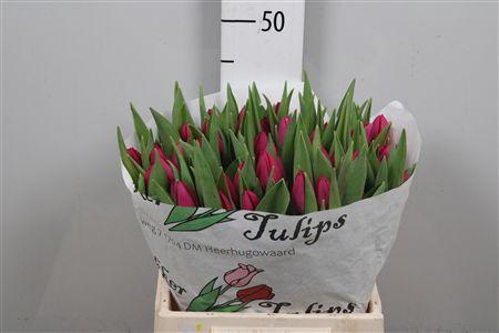 <h4>Tu En Pink Ardour</h4>