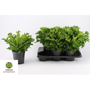 Asplenium antiquum Leslie 17Ø 40cm