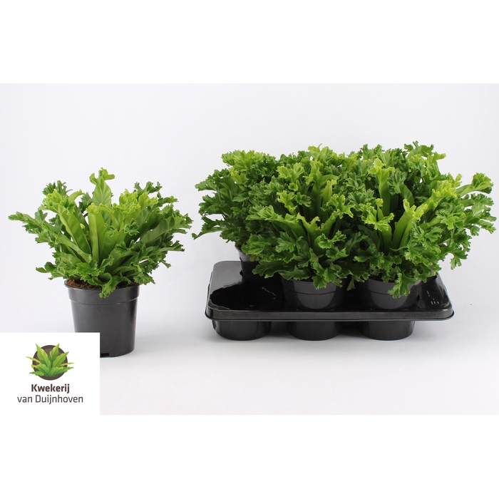 <h4>Asplenium antiquum Leslie 17Ø 40cm</h4>