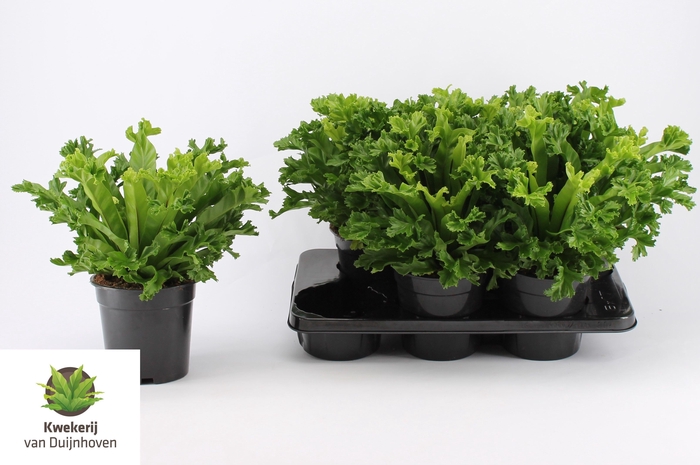 Asplenium antiquum Leslie 17Ø 40cm