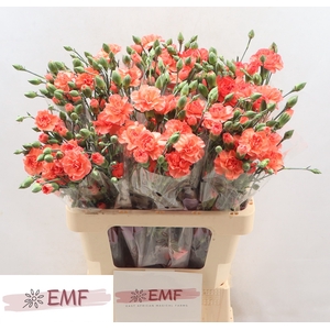 Di Tr Orange Amelie