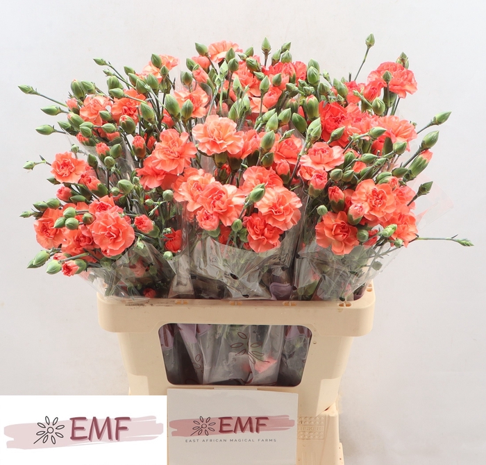 <h4>Di Tr Orange Amelie</h4>