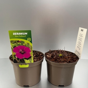Geranium 'Ann Folkard'
