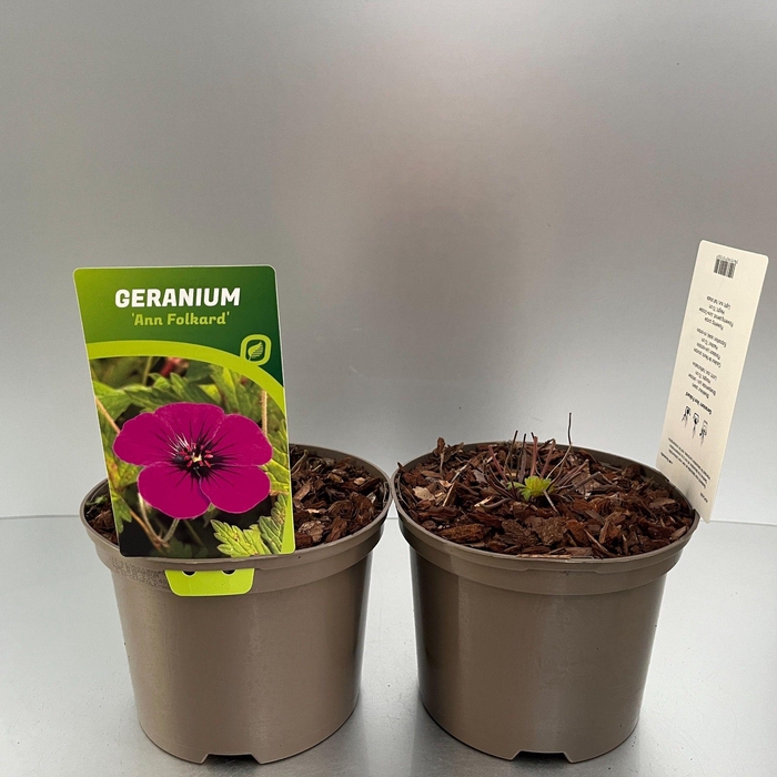 <h4>Geranium 'Ann Folkard'</h4>