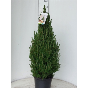 Picea gl Conica December 130-140