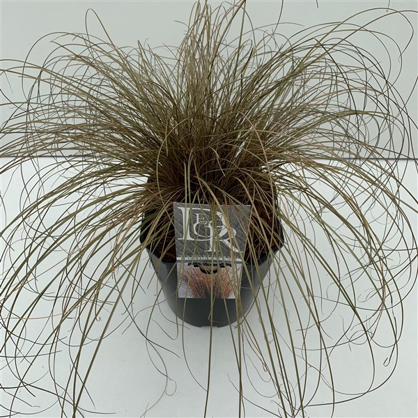 <h4>Carex 'Bronze Form'</h4>