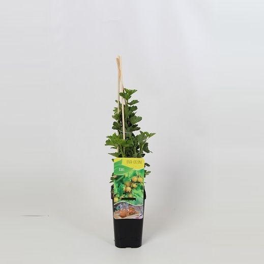 <h4>Ribes uva-crispa, geel</h4>