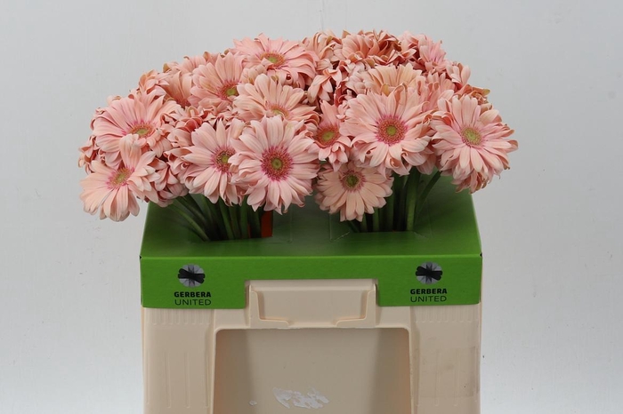 <h4>Ge Kv Pasta Rosata</h4>