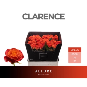R Gr Clarence Allure Berg