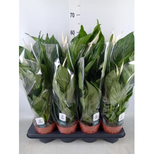 Spathiphyllum  'Sweet Ricardo'