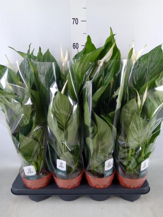 <h4>Spathiphyllum  'Sweet Ricardo'</h4>