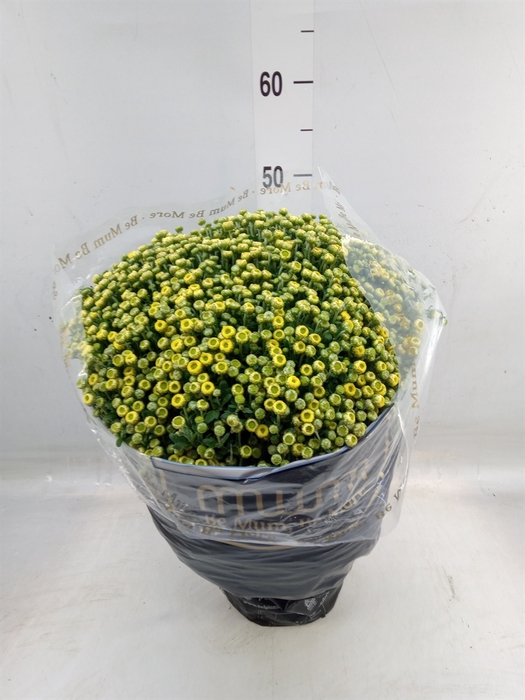 <h4>Chrysanthemum   ..</h4>