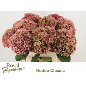 HYDR M CH RODEO CL