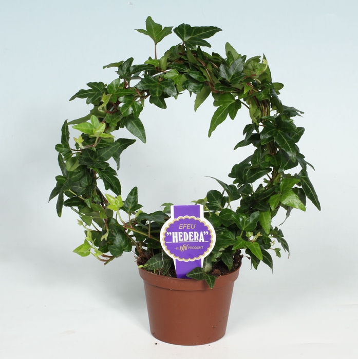 <h4>HEDERA HELIX p9 groen boog</h4>