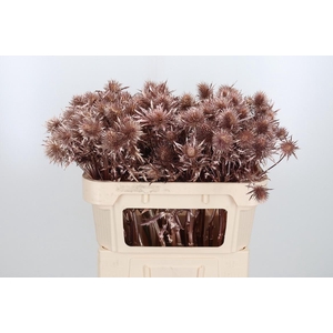 Eryn Supernova Kl Bh Rose Goud