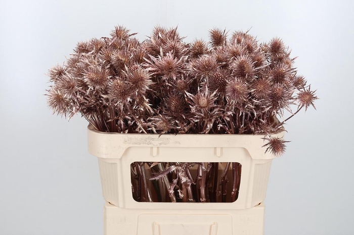 <h4>Eryn Supernova Kl Bh Rose Goud</h4>