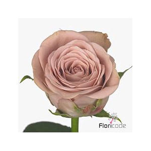 Rosa large cappuccino