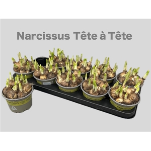 NARC O TETE A TETE