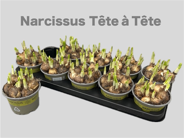 <h4>NARC O TETE A TETE</h4>