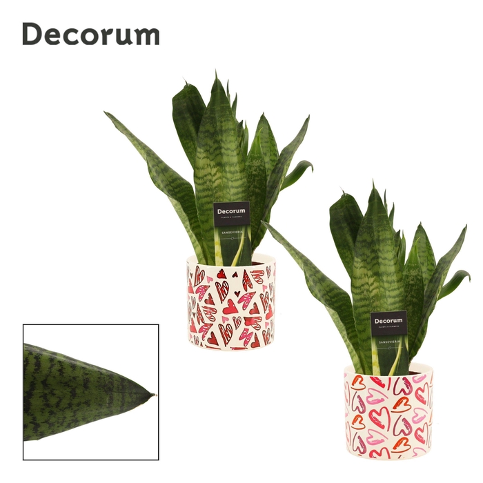 <h4>Sansevieria Super Green 12 cm in Julia (Deco-collection)</h4>